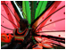 big butterfly